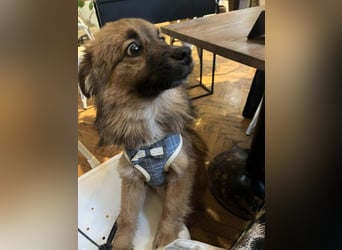 Süßer TINKU wartet auf gepacktem Köfferchen auf seine liebevolle Für-immer-Familie