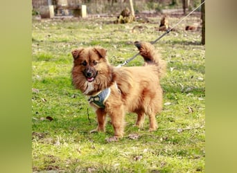 Süßer TINKU wartet auf gepacktem Köfferchen auf seine liebevolle Für-immer-Familie