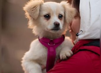 KIBA-ist verspielt und verschmust… ach, sie ist einfach zum Verlieben