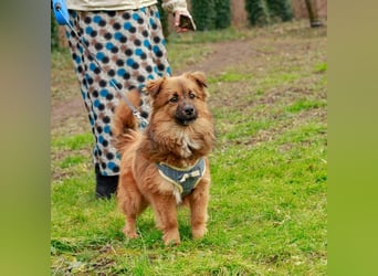 Süßer TINKU wartet auf gepacktem Köfferchen auf seine liebevolle Für-immer-Familie