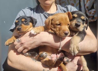 ARLÉS-kennt streichelnde Hände, Artgenossen, Liebe und Fürsorge jetzt ist er bereit für sein Zuhause