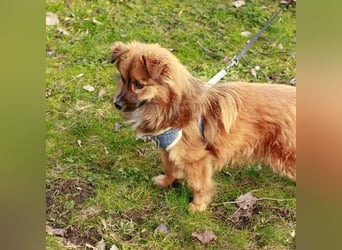 Süßer TINKU wartet auf gepacktem Köfferchen auf seine liebevolle Für-immer-Familie