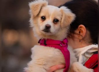 KIBA-ist verspielt und verschmust… ach, sie ist einfach zum Verlieben