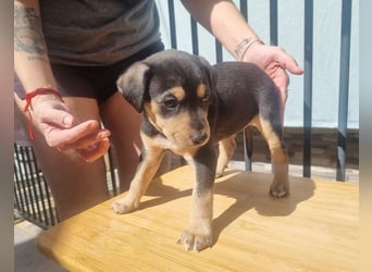 ARLÉS-kennt streichelnde Hände, Artgenossen, Liebe und Fürsorge jetzt ist er bereit für sein Zuhause