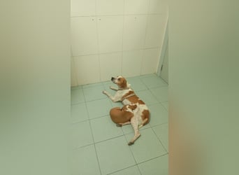 Wunderbare TUCA- will ihr Herz verschenken und sucht ihr liebevolles Für-immer-Zuhause