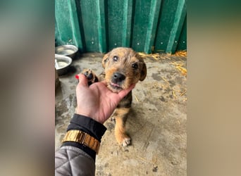 IRIS-zaubert ein Lächeln in jedes Gesicht-kleiner Welpe sucht dringend Für-immer-Zuhause