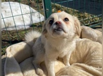 KIBA-ist verspielt und verschmust… ach, sie ist einfach zum Verlieben