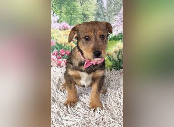 IRIS-zaubert ein Lächeln in jedes Gesicht-kleiner Welpe sucht dringend Für-immer-Zuhause