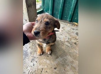 IRIS-zaubert ein Lächeln in jedes Gesicht-kleiner Welpe sucht dringend Für-immer-Zuhause