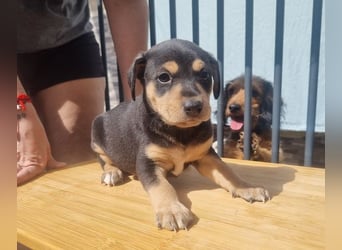 ARLÉS-kennt streichelnde Hände, Artgenossen, Liebe und Fürsorge jetzt ist er bereit für sein Zuhause