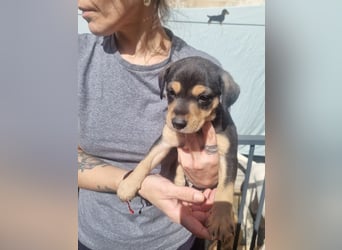 ARLÉS-kennt streichelnde Hände, Artgenossen, Liebe und Fürsorge jetzt ist er bereit für sein Zuhause