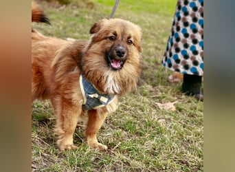 Süßer TINKU wartet auf gepacktem Köfferchen auf seine liebevolle Für-immer-Familie