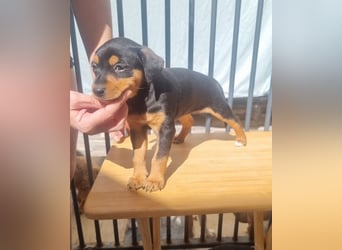 Hübsche NIZA-kleine Entdeckerin sucht ihre liebevolle Für-immer-Familie