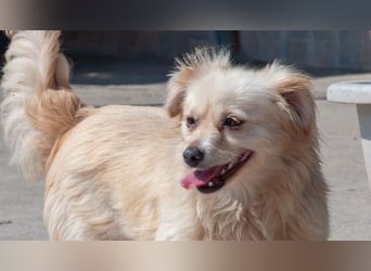 Sonnenschein KIREI - lustige Traumhündin sucht das gemeinsame Körbchen mit KARI für immer!