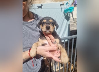 ARLÉS-kennt streichelnde Hände, Artgenossen, Liebe und Fürsorge jetzt ist er bereit für sein Zuhause