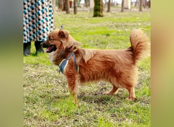 Süßer TINKU wartet auf gepacktem Köfferchen auf seine liebevolle Für-immer-Familie