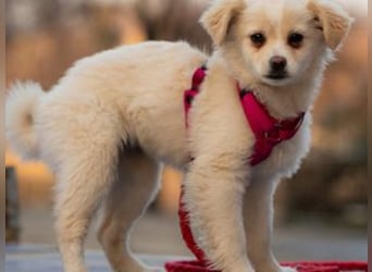 KIBA-ist verspielt und verschmust… ach, sie ist einfach zum Verlieben