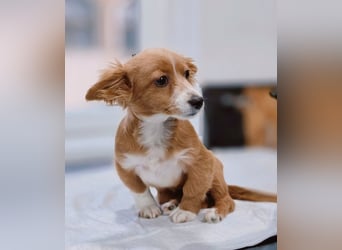 AYLA-Knopfaugen, Fledermausohren, ein Lächeln in Gesicht: das ist unsere süße kleine Ayla.