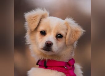 KIBA-ist verspielt und verschmust… ach, sie ist einfach zum Verlieben