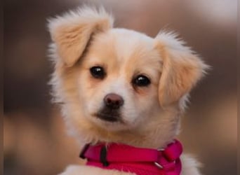 KIBA-ist verspielt und verschmust… ach, sie ist einfach zum Verlieben