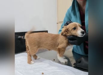 AYLA-Knopfaugen, Fledermausohren, ein Lächeln in Gesicht: das ist unsere süße kleine Ayla.