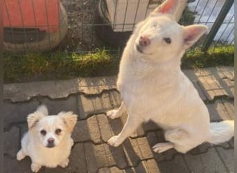 KIBA-ist verspielt und verschmust… ach, sie ist einfach zum Verlieben