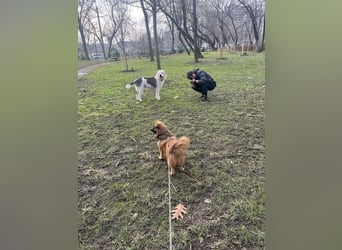 Süßer TINKU wartet auf gepacktem Köfferchen auf seine liebevolle Für-immer-Familie