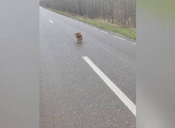 Süßer TINKU wartet auf gepacktem Köfferchen auf seine liebevolle Für-immer-Familie