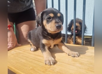 ARLÉS-kennt streichelnde Hände, Artgenossen, Liebe und Fürsorge jetzt ist er bereit für sein Zuhause