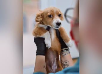 AYLA-Knopfaugen, Fledermausohren, ein Lächeln in Gesicht: das ist unsere süße kleine Ayla.