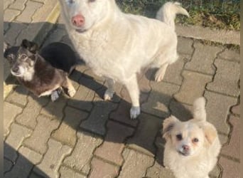 KIBA-ist verspielt und verschmust… ach, sie ist einfach zum Verlieben