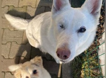 KIBA-ist verspielt und verschmust… ach, sie ist einfach zum Verlieben