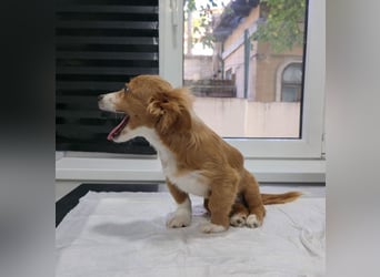 AYLA-Knopfaugen, Fledermausohren, ein Lächeln in Gesicht: das ist unsere süße kleine Ayla.