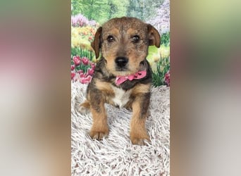 IRIS-zaubert ein Lächeln in jedes Gesicht-kleiner Welpe sucht dringend Für-immer-Zuhause