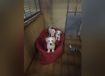 PINO- wartet in 79312 Emmendingen- Kleiner Herzensbrecher sucht sein Für-immer-Zuhause.