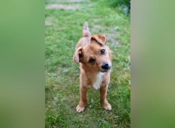 TOTO *bei unserer Pflegestelle in 46284 Dorsten*