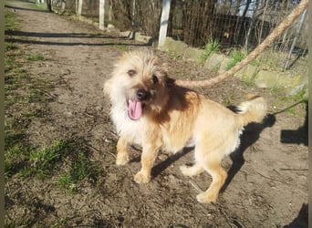 Titi kam verletzt ins Tierheim und hat sich prima erholt !