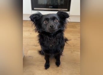 Minnie, ehemals Julcsi, sucht leider ein neues Zuhause !