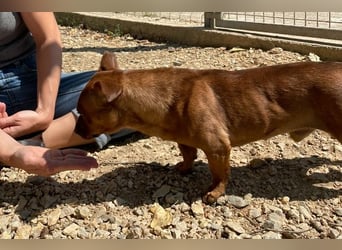 Herkules , noch zurückhaltend, sucht ein ruhiges Zuhause !