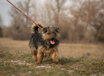 Hella,  bezaubernde kleine agile Strubbelhündin !