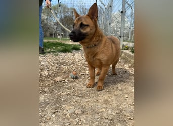 Olivia - lebt jetzt auf einer Pflegestelle in 41061 Mönchengladbach !