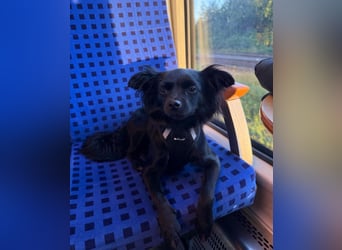 Minnie, ehemals Julcsi, sucht leider ein neues Zuhause !
