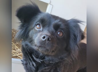 Minnie, ehemals Julcsi, sucht leider ein neues Zuhause !