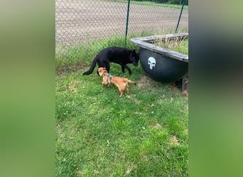 TOTO *bei unserer Pflegestelle in 46284 Dorsten*