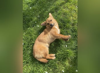 TOTO *bei unserer Pflegestelle in 46284 Dorsten*