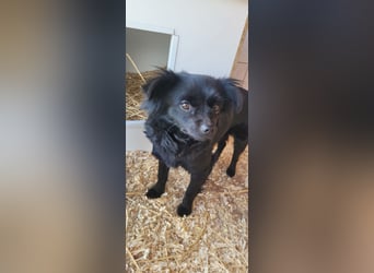 Minnie, ehemals Julcsi, sucht leider ein neues Zuhause !