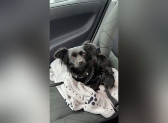 Minnie, ehemals Julcsi, sucht leider ein neues Zuhause !