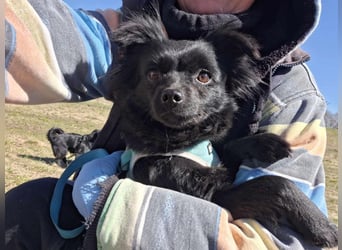 Minnie, ehemals Julcsi, sucht leider ein neues Zuhause !