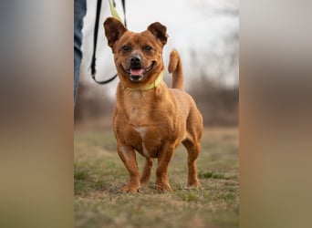 Herkules , noch zurückhaltend, sucht ein ruhiges Zuhause !