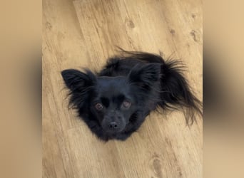 Minnie, ehemals Julcsi, sucht leider ein neues Zuhause !